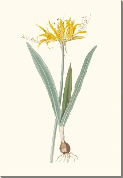 Картина Нерин Ауреа (1834)