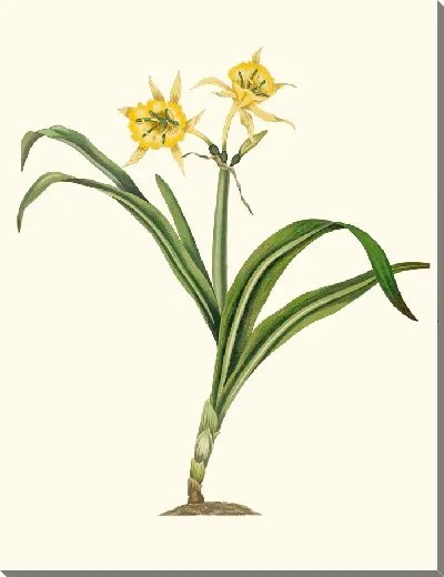 Картина Панкратий Аманкес (1834 г.)