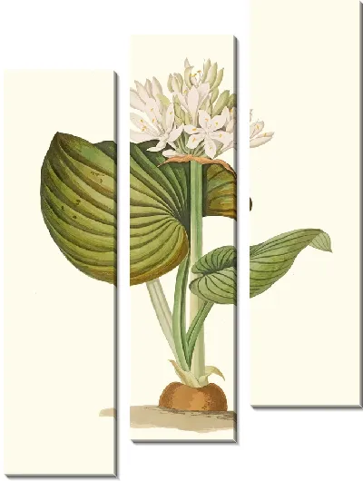 Картина Панкратий Амбоиненсе (1834 г.)