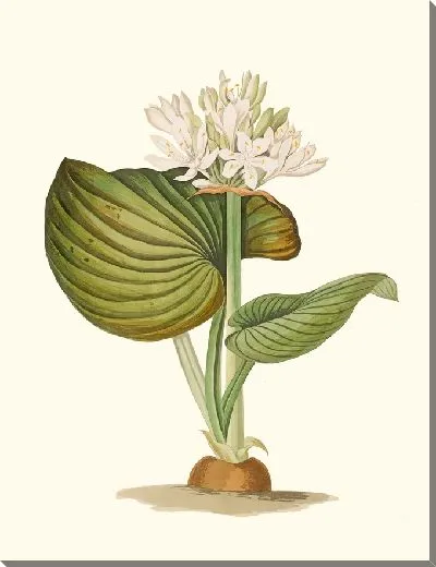 Картина Панкратий Амбоиненсе (1834 г.)