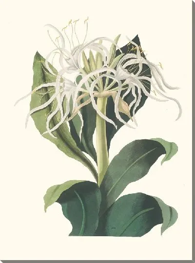 Картина Панкратий Специдсум (1834 г.)