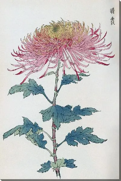 Картина Keika hyakugiku №7