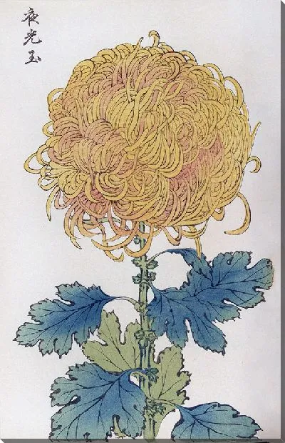 Картина Keika hyakugiku №8