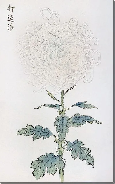 Картина Keika hyakugiku №9