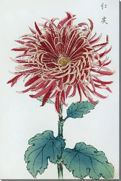 Картина Keika hyakugiku №11