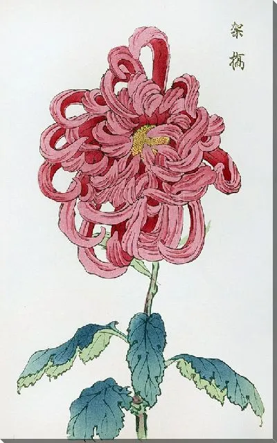 Картина Keika hyakugiku №13