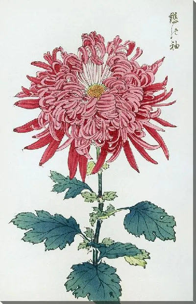 Картина Keika hyakugiku №14