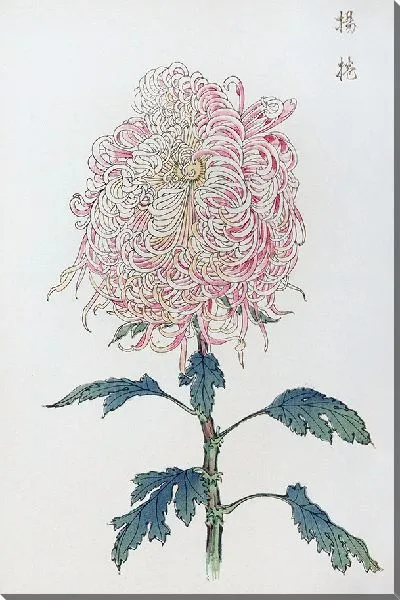 Картина Keika hyakugiku №16