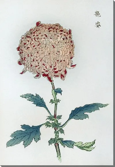 Картина Keika hyakugiku №17