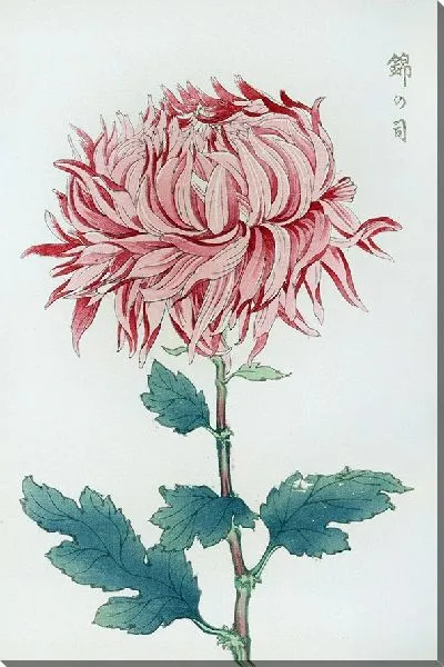 Картина Keika hyakugiku №18