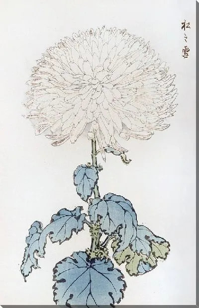 Картина Keika hyakugiku №19