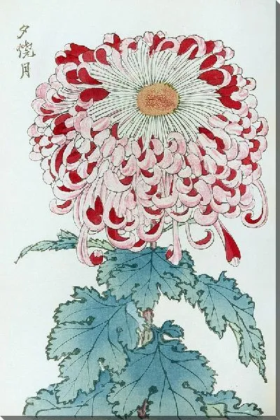 Картина Keika hyakugiku №22