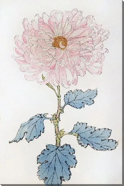 Картина Keika hyakugiku №24