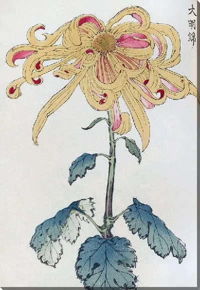 Картина Keika hyakugiku №26