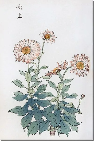 Картина Keika hyakugiku №37