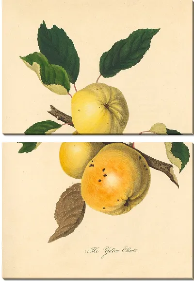 Картина Желтый Эллиот (1811)