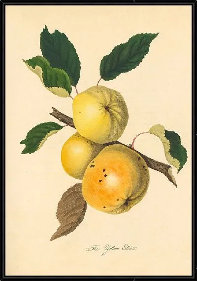 Картина Желтый Эллиот (1811)