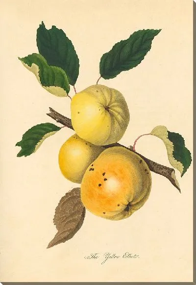 Картина Желтый Эллиот (1811)