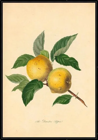 Картина Даунтон Пиппин (1811)