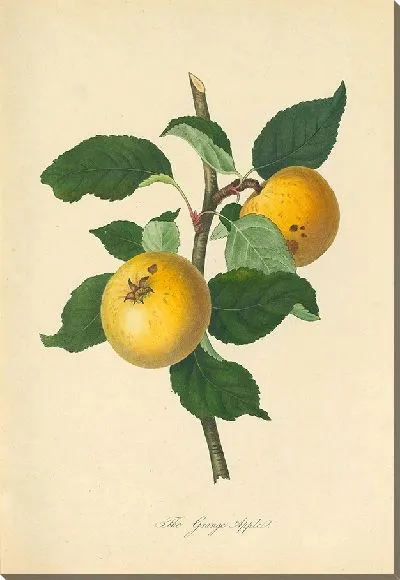 Картина Грейндж Эппл (1811)