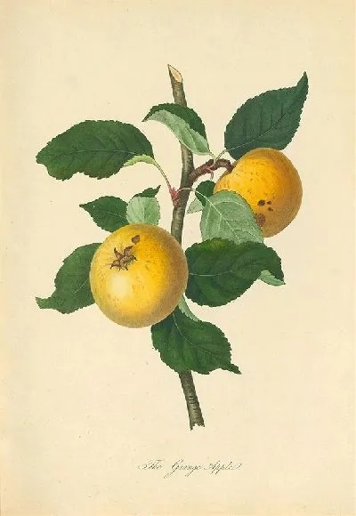 Картина Грейндж Эппл (1811)