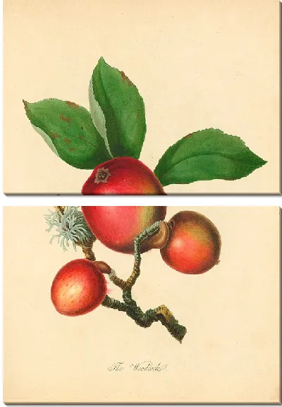 Картина Вудкок (1811)