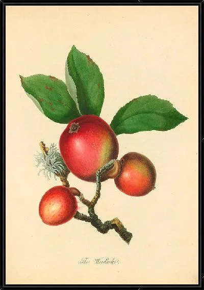 Картина Вудкок (1811)