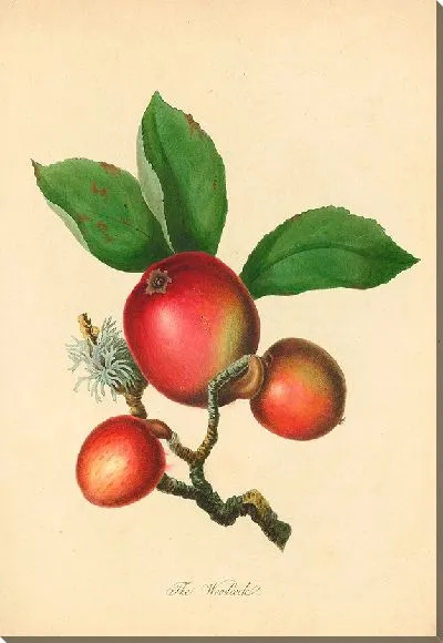 Картина Вудкок (1811)