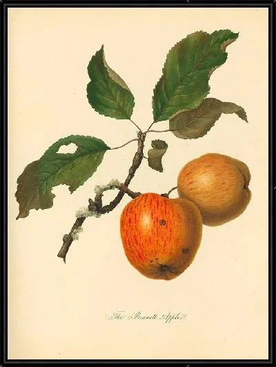 Картина Беннетт Эппл (1811)