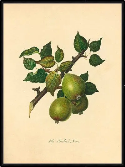 Картина Барландская груша (1811 г.)