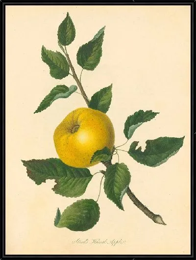 Картина Яблоко Стеда (1811 г.)