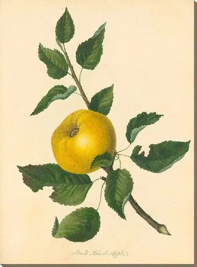 Картина Яблоко Стеда (1811 г.)