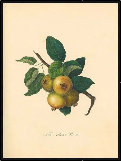 Картина Холмор Груша (1811)