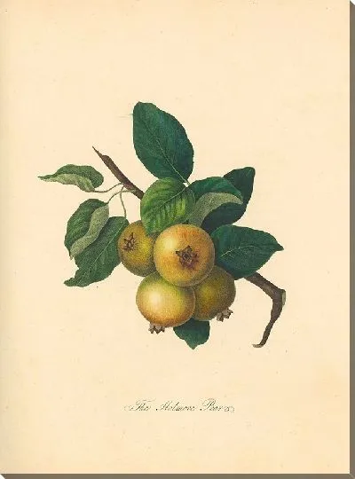 Картина Холмор Груша (1811)