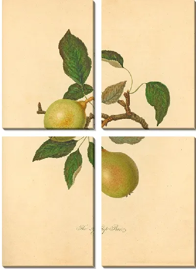 Картина Хаффкеп Груша (1811)