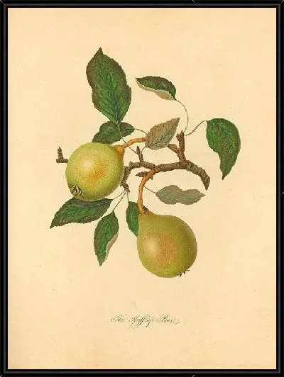 Картина Хаффкеп Груша (1811)