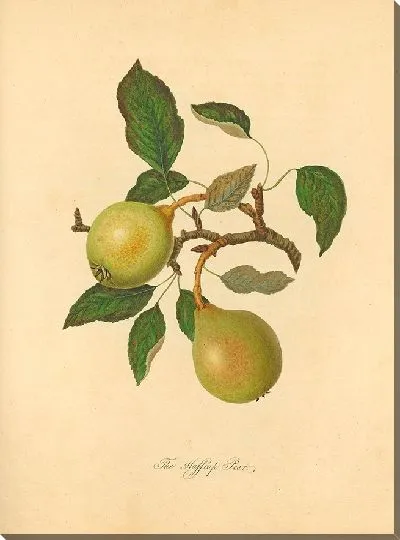 Картина Хаффкеп Груша (1811)