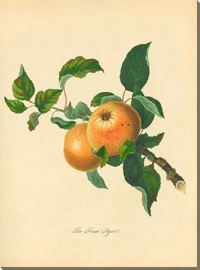 Картина Форест Стайр (1811)