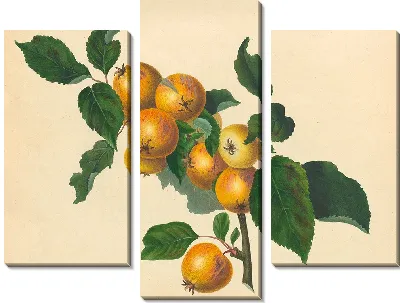Картина Фоксли Эппл (1811)