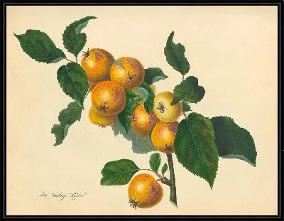 Фоксли Эппл (1811)