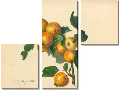 Фоксли Эппл (1811)