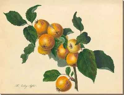 Картина Фоксли Эппл (1811)