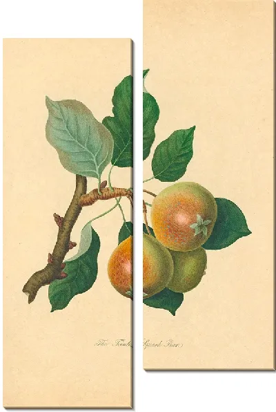Картина Тейнтон Сквош-груша (1811 г.)