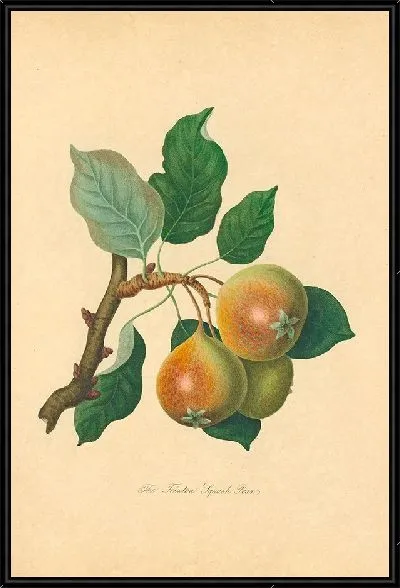 Картина Тейнтон Сквош-груша (1811 г.)