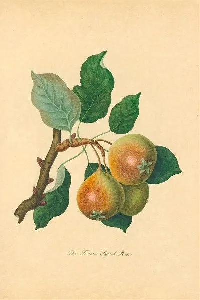 Картина Тейнтон Сквош-груша (1811 г.)