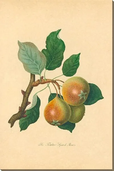 Картина Тейнтон Сквош-груша (1811 г.)