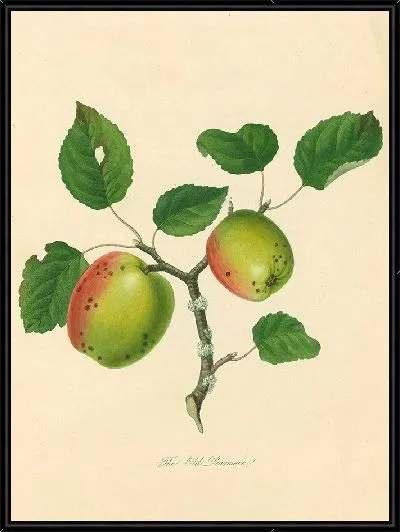 Картина Старый Пирмейн (1811 г.)