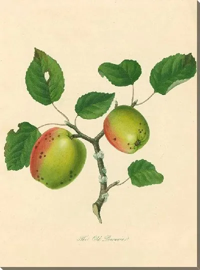 Картина Старый Пирмейн (1811 г.)