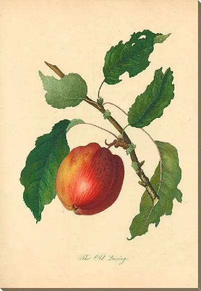 Картина Старый Куининг (1811 г.)