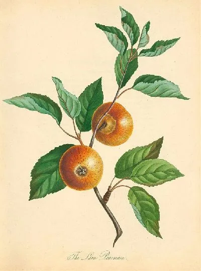 Картина Ссуда ​​Пирмейн (1811 г.)